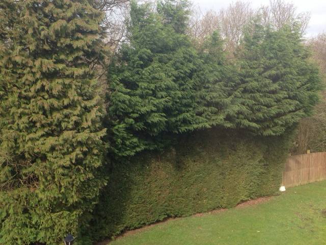 I should hire a taller gardener