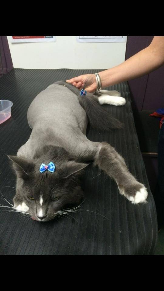 My friend had to shave her cat. He doesn't seem to be impressed...