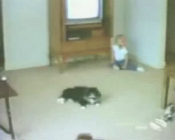 Cat gets run over by a truck while a child watches