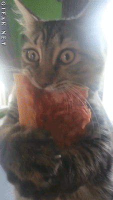 Unknown cat fact #129: Cats don’t share pizza.