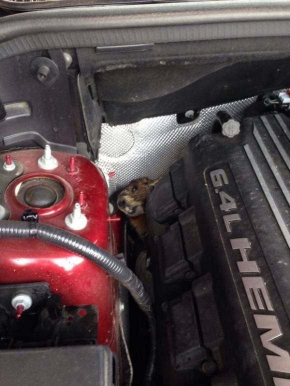 My mom almost hit me with her car because her brakes weren’t working. We opened the hood to find a marmot. He had chewed through the break lines.