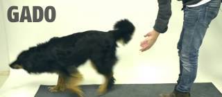 Magic for dogs