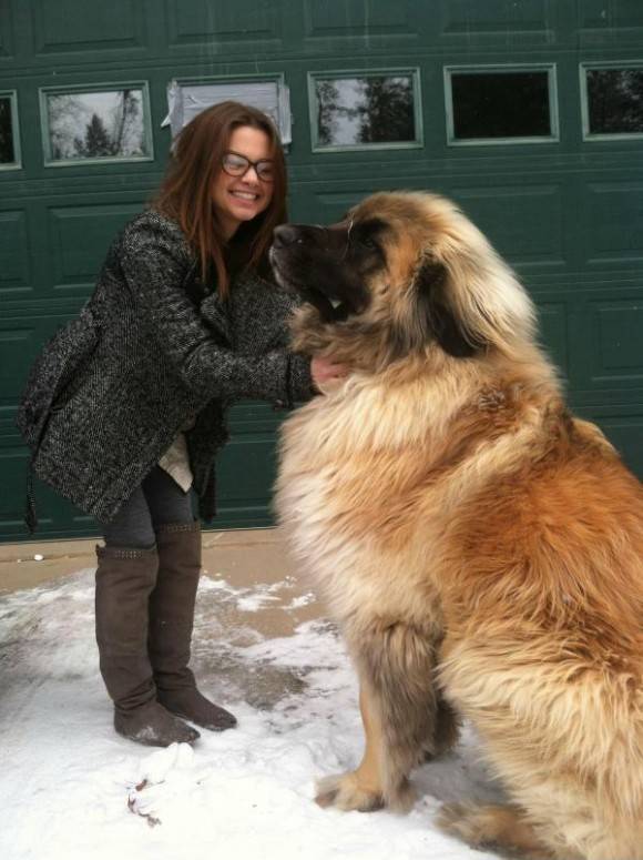 Meet Simba. He’s a Leonberger.