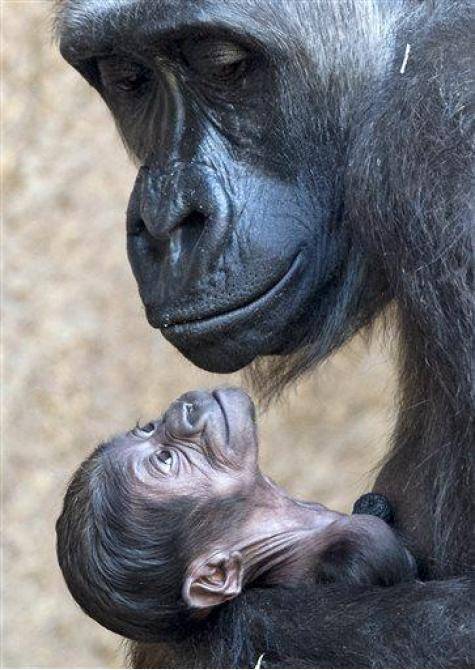 A Gorilla holds her newborn baby, born this past week in Germany.