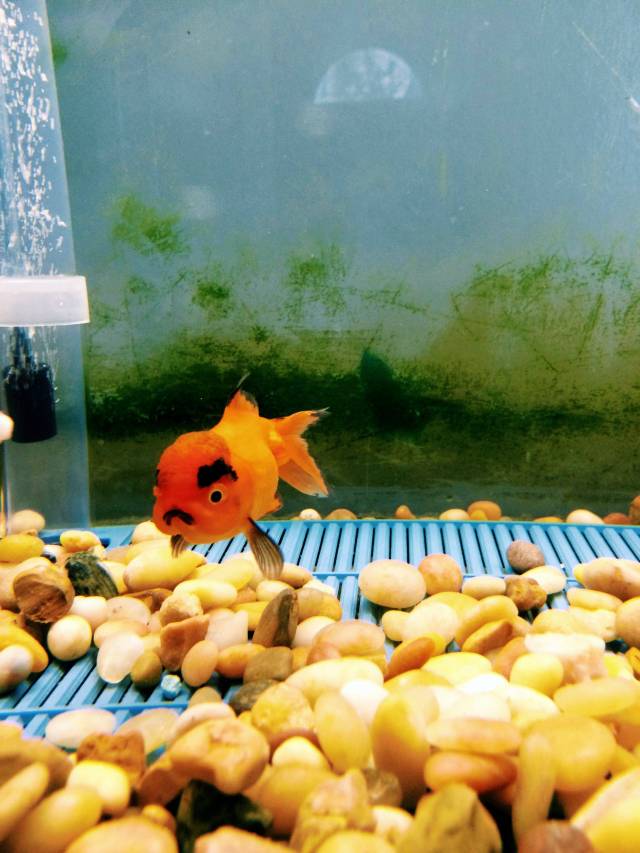 I just bought the angriest goldfish of all time