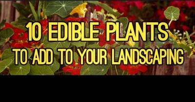 10 Edible Plants That Are Probably In Your Yard Right Now