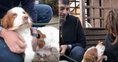 Sweet Moment When Couple Reunited With Their Cocker Spaniel Bonnie Six Years After She Was Stolen