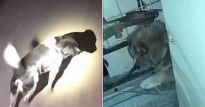Mother Dog Leads Firefighters To Rescue Her Trapped Puppy After Its Head Got Stuck In A Hole Of A Cage