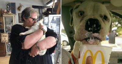 Nurse Opens Hospice For Abandoned Senior Dogs Left To Die Alone, Treats Them With Ice Cream At The Beach During Their Last Moments