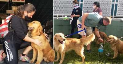 Heartwarming: 20 Golden Retrievers Rescued From Chinese Meat Market And Reunited With Their Owners In Miami
