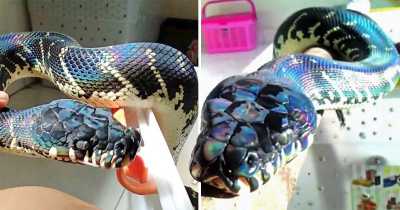 Shimmering Rainbow Python With Its Extraordinary Colorful Scale Becomes An Internet Sensation
