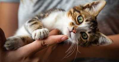 New Study Says Cats See Their Human Owners As Parents, Even More Than Dogs
