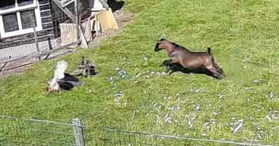 Dramatic Footage Shows Farm Animals Heroically Run To The Rescue Of Chicken From A Hawk's Claws