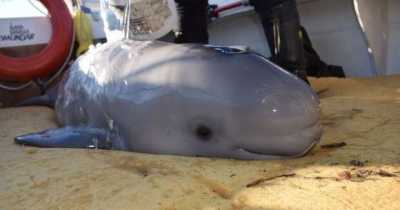 Young Boys Rescue A Newborn Beluga That Washed Up On The Riverbank In Canada