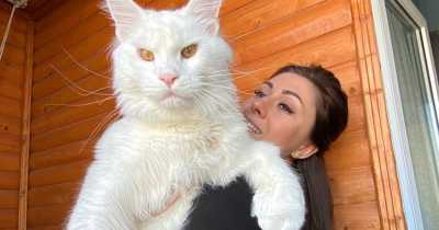 Woman's Pet Cat Is So Big People Mistake Him For A Dog.