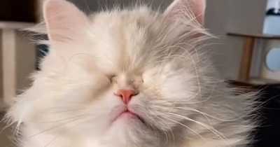Adorable Persian Cat With No Eyes Becomes Viral Social Media Star