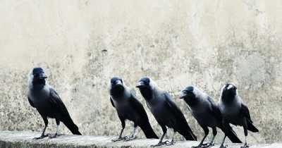 This Person Befriends Crows, Later Realizes How The Clever Species Got Revenge From His Bully Neighbors