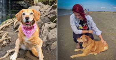 Woman Quits Job To Help Terminally Ill Dog Fulfill ‘Bucket List’