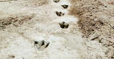 Texas Drought Uncovers 113 Million-Year-Old Dinosaur Footprints