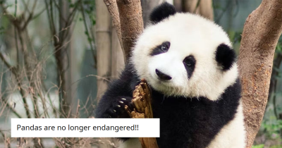 15 Wholesome Facts That Make The World Seem Not-So-Terrible