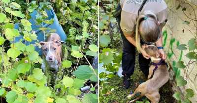 Florida Dog Rescued After Being Thrown Off The Bridge In A Plastic Container