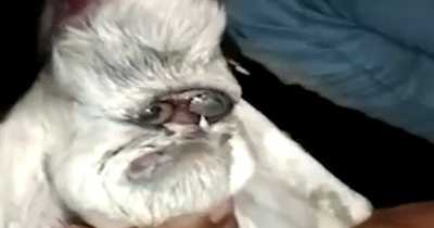 Goat Born With "Human Face" Looks Like It's Wearing Glasses And Resembles Santa Claus