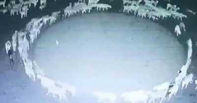 Experts May Have Solved The Mystery Of Sheep Walking In Circle For 12 Days