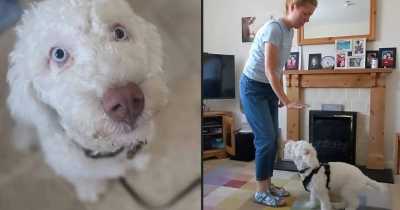 Deaf Puppy Has Learned Sign Language In Just Eight Weeks