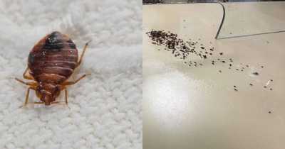 Frustrated Man Releases Bedbugs In City Office That Didn't Help With His Infestation