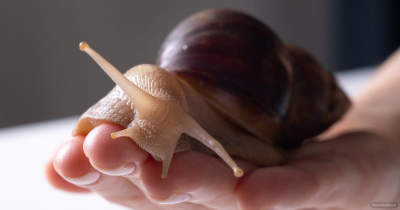 Study Reveals Ancient Humans Cooked And Ate Giant Snails 170,000 Years Ago