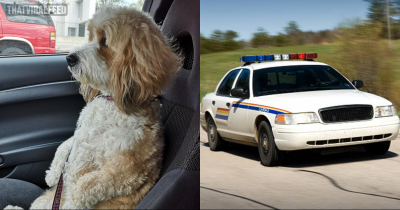 Man Who Was 'Clearly' Drunk Put 'Dog In The Driver's Seat' After Being Pulled Over By Police