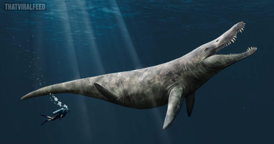 'Ginormous' Bones Found By Chance In Museum Archives Turn Out To Belong To A Jurassic Sea Monster