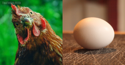 Scientists Say They Have Cracked Evolution's Biggest Mystery, What Came First The Chicken Or The Egg
