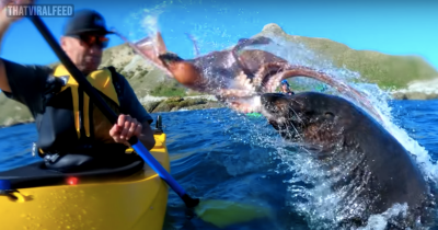 Enjoy This Video Of A Seal Slapping A Man With An Octopus
