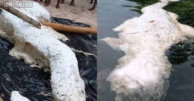 Experts Puzzled After Mermaid Globster Washes Ashore In Papua New Guinea