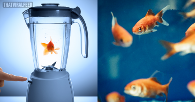 Professor Does A Social Experiment By Placing Goldfish In Blenders And Asking Visitors To Turn Them On