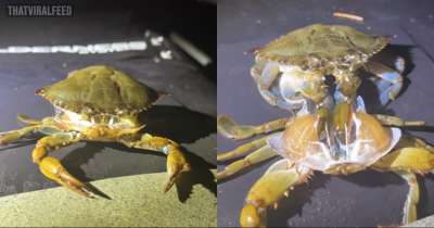 Remarkably Rare Sight Of Crab Shedding It's Shell Caught On Camera