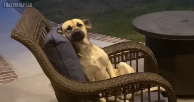 Woman Wakes Up To A New Dog Chilling On Her Back Patio