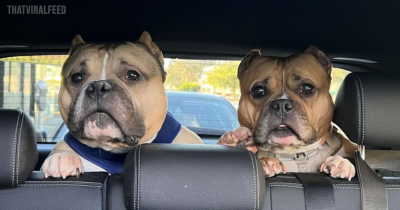 Couple Adopts Their Dog's Twin — Then Realize Who He Really Is
