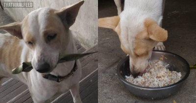 Stray Dog Keeps Bringing Gifts To The Woman Who Feeds Him Every Day
