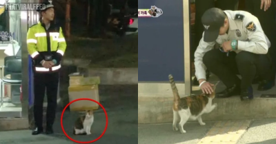 Stray Cat Walks Up To Police Meowing For Help And Gives Them The Most Wonderful Thing