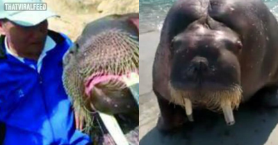 Man's Attempt To Take Selfie With A Walrus Ended In Complete Disaster
