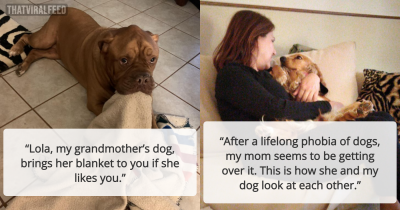 Dogs Who Are Pawsitively Devoted To Their Humans