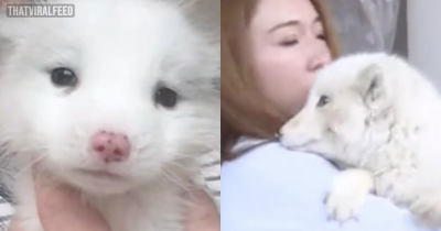 Woman Finds Out The Strange 'Japanese Spitz' She's Been Raising For A Year Is Actually A White Fox