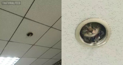 Office Workers Find Out A Sneaky “Surveillance Cat” Has Been Spying On Them