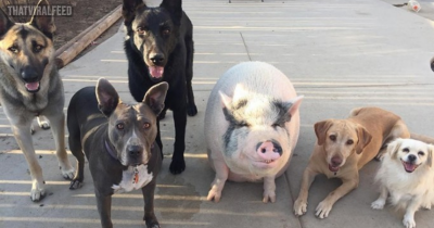 This Pig Grew Up With 5 Dog Siblings And Now Thinks He's Just One Of Them