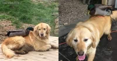 Wild Duck And Dog Meet Every Night For A Swim And Become Best Friends