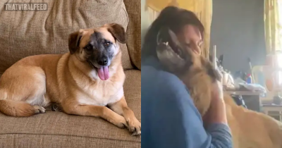 Dog Runs Away From New Family And Takes A 97-Day Trip On Her Own To Reunite With Her Foster Mom