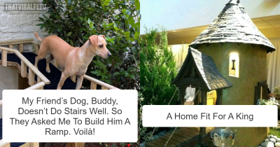 38 Times Dogs Deserved Only The Best Dog Houses
