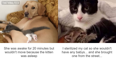50 Fantastic ‘Cat Memes’ To Help You Get Through Hard Times